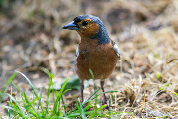 Buchfink (Fringilla coelebs) Männchen