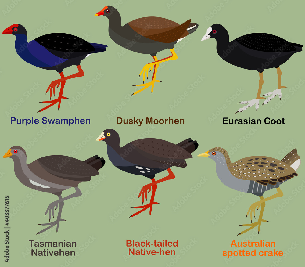 Wall mural Cute bird vector illustration set, Purple Swamphen, Dusky moorhen, Coot, Native-hen, Crake