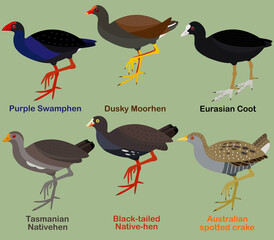 Cute bird vector illustration set, Purple Swamphen, Dusky moorhen, Coot, Native-hen, Crake