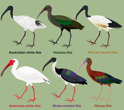 Cute wading bird vector illustration set, Australian white ibis, Hadada, African sacred, American white, Straw-necked, Glossy Ibis