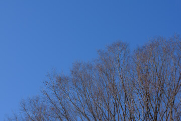 冬の木

