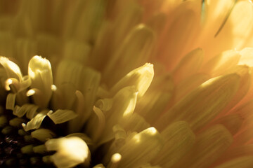 Fototapeta premium gerbera flower macro photo, very close up, natural flower.