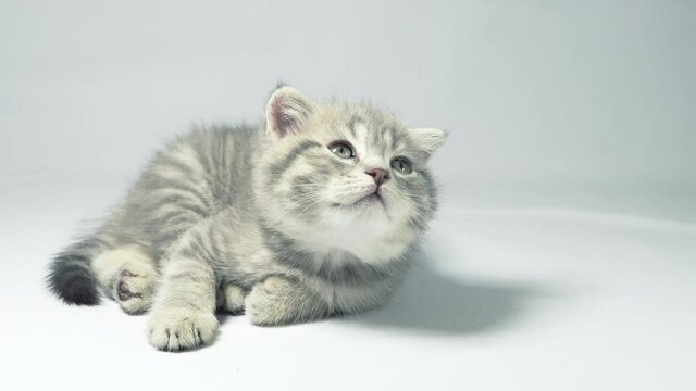 Funny little gray fold scottish kitten kitty playing on a white background.