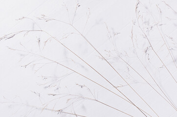 Simple modern organic calm background with beige panicles of dry grass on white wood board, top view.