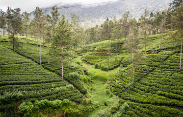 Trayecto en tren entre Kandy y Nuwara Eliya. Sri Lanka