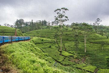 Trayecto en tren entre Kandy y Nuwara Eliya. Sri Lanka