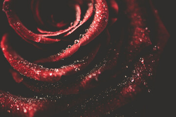 Close up of a red rose with water droplets