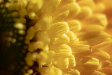 
gerbera flower macro photo, very close up, natural flower.