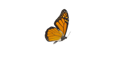 Fototapeta na wymiar An orange monarch butterfly in its flying pose isolated on white background with Clipping path included. 3D Rendering 8K. side view.