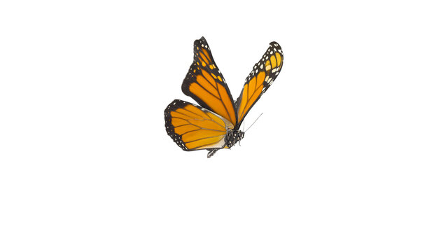 An orange monarch butterfly in its flying pose isolated on white background, Clipping path is included. 3D Rendering 8K. perspective view.