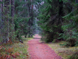 dense dark spruce forest with a red path