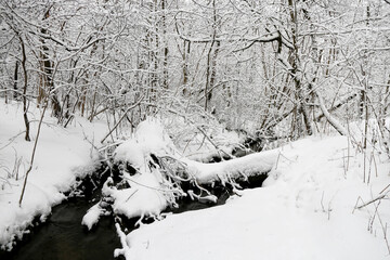 Stream in winter forest, snow covered trees, picturesque view. Nature after snowfall, cold weather