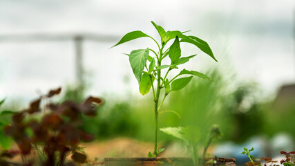 tender seedling of green colour grows in pot plant closeup