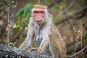Naklejka na ściany i meble Macacos en Sri Lanka