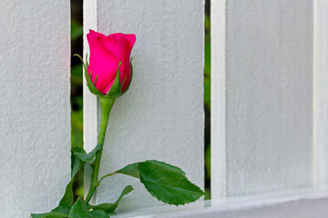 The one red  rose on fence.