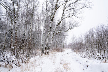 Birch grove covered with snowdrifts winter season landscape