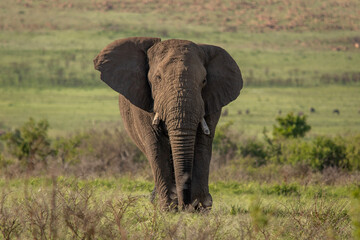 Naklejka na ściany i meble African Elephant