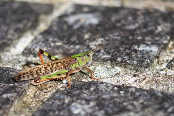 Migratory locust is on the road.