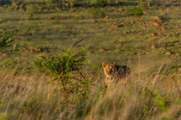 Lions in Africa