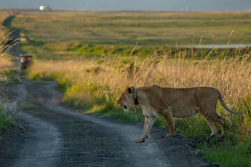 Lions in Africa