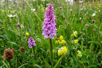 Geflecktes Knabenkraut (Dactylorhiza maculata)