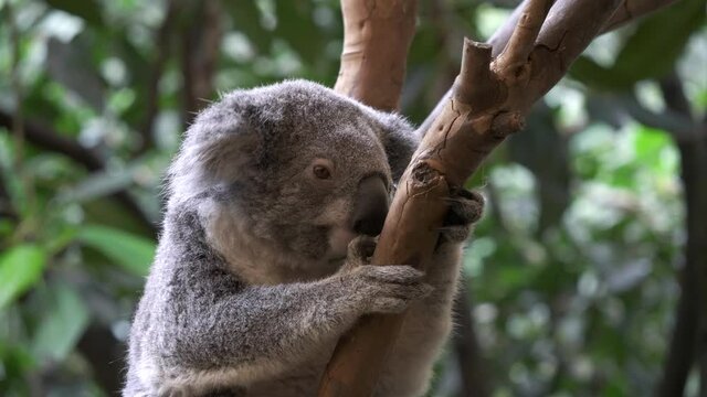 a koala, sitting in a tree, faces the camera at blackbutt nature reserve near newcastle, australia