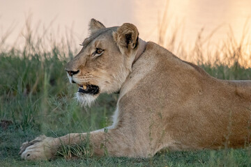 Lions in Africa