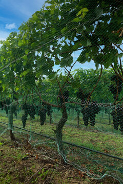 An Angular Upward View Through Rows of Netted Trestled Grapevines in a Well Manicured Vineyard with Blue Sky Peeking Through - Oregon