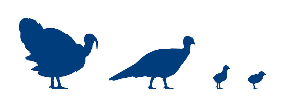 Low poly turkeycock, turkey and poults on white background. Blue silhouettes. Vector Illustration