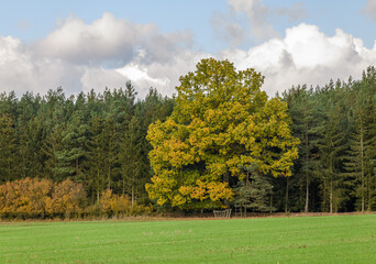 big oak at the side of coniferous forest in early autumn