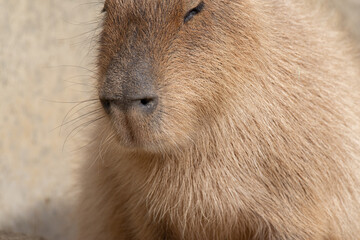 カピバラのアップ