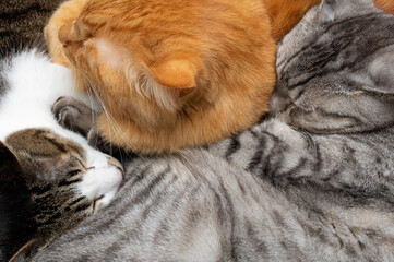 仲良く眠る三匹の猫