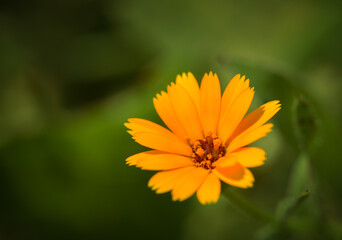 calendula arvensis