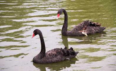 Fototapeta premium Wounded black swan with a friend