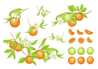 Orange tree branch with ripe and green oranges, flowers and leaves. Element for design. Vector illustration. Isolated on white background..
