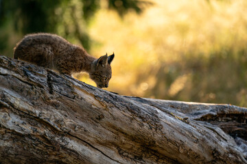 Obraz premium Lynx cub on the fallen tree trunk from side view. Focused small baby animal. Lynx lynx.