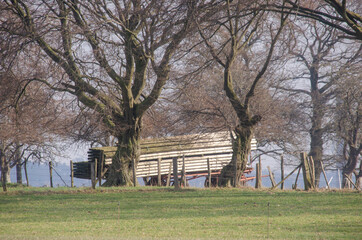 Wiese mit Bäumen im Hintergrund
