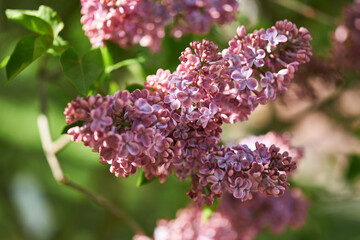 Lilac on a branch
