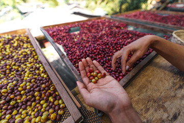 Hands Sorting cherry coffee beans