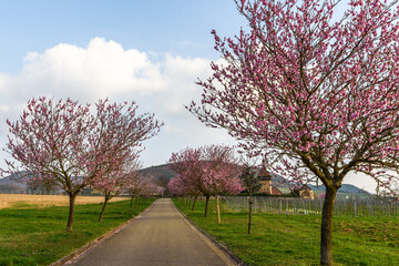 Obraz premium Mandelblüte am Geilweilerhof, Institut für Rebenzüchtung, Siebeldingen, Deutsche Weinstraße, Rheinland-Pfalz, Deutschland 
