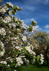 Apple blossom