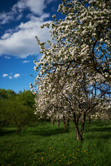 Apple blossom