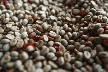 Parchment coffee Dry in the coffee house