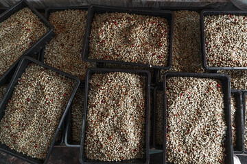 Parchment coffee Dry in the coffee house