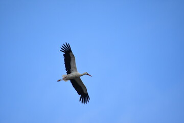 Fototapeta premium Jungstorch