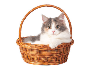 Fototapeta na wymiar Bright fluffy kitten cat in basket isolated on the white