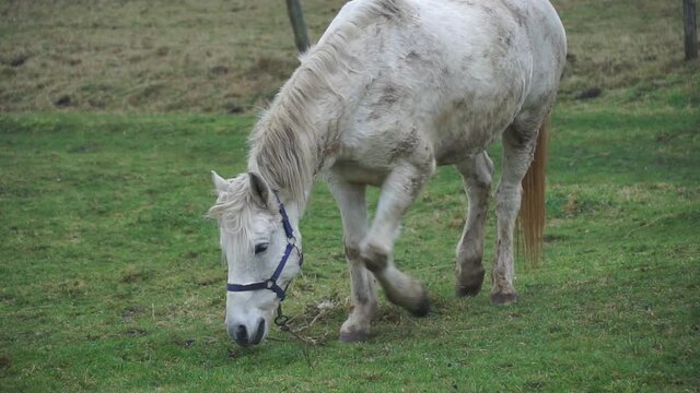 A white horse grazes on a pasture. Beautiful mare horse plays on grass