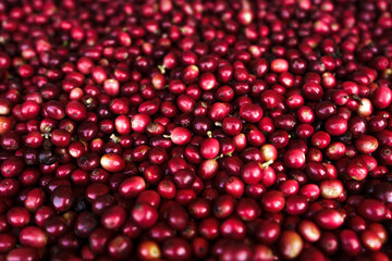 red coffee In the sack and on the hand