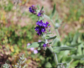 Anchusa officinalis, commonly known as the common bugloss or alkanet. Is a medicinal plant from the borage family.Beautiful spring wildflowers.