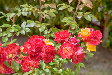 Beautiful red roses in a garden.